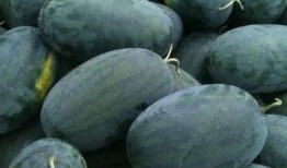 看瓜比吃瓜还甜,看瓜比吃瓜还甜的奇妙体验