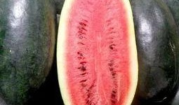 小水瓜怎么吃最好吃,解锁最佳食用秘诀