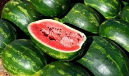 院子吃瓜视频素材,吃瓜视频带你领略乡村生活风采