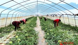 华亭市吃的瓜,探寻当地特色美食之旅