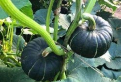 吃小瓜鼻出血,鼻血频发背后的健康警示