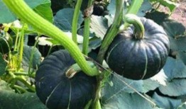 吃小瓜鼻出血,鼻血频发背后的健康警示