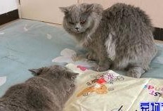 胖猫有瓜吃,揭秘胖猫美食生活