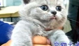 胖猫有瓜吃,揭秘胖猫美食生活