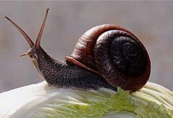 蜗牛吃梨瓜吗怎么吃的