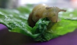 蜗牛吃梨瓜吗怎么吃的