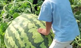 吃瓜群众爆大瓜