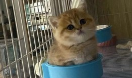 娱乐吃瓜茶小猫,揭秘茶小猫的幕后故事