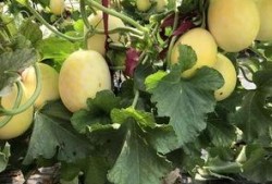 界首最新吃瓜事件,真相竟如此惊人！