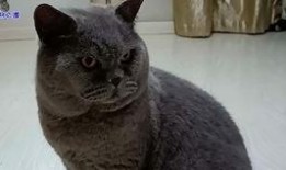 胖猫有瓜吃,揭秘胖猫美食生活