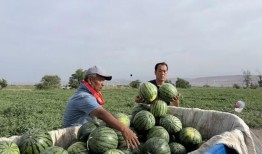 灌云吃瓜,探寻地方特色美食之旅