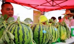 华亭市吃的瓜,探寻当地特色美食之旅