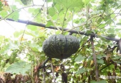 吃瓜落还是吃挂落,揭秘两种独特美食的诱惑与魅力