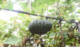 吃瓜落还是吃挂落,揭秘两种独特美食的诱惑与魅力