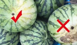 看瓜比吃瓜还甜,看瓜比吃瓜还甜的奇妙体验